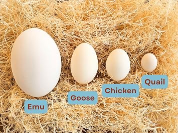 Ceramic Nest Eggs 6-Pack (Brown)