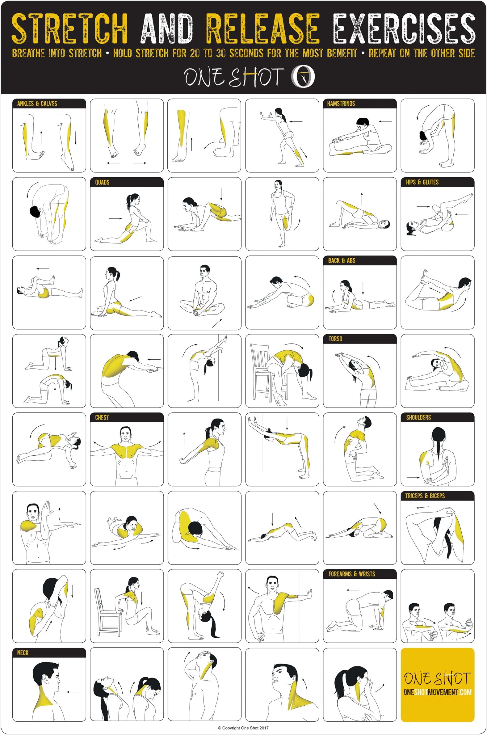 One Shot Stretching Exercise Poster - Great for Home Gyms - Laminated - Stretch Specific Areas of Your Body or do a Whole Body Stretching Routine-Muscles Defined in Color- Your Fitness Guide 20" x30"