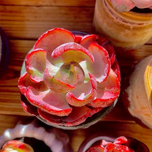 Miniatura 5 de FWPP Cotyledon orbiculata - Planta suculenta viva en maceta de 2 pulgadas, hojas abigarradas con bordes rojos, planta de interior totalmente