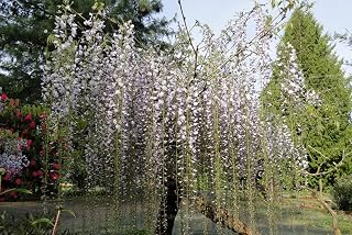 Wisteria Floribunda Macrobotrys 16-20 inches Tall