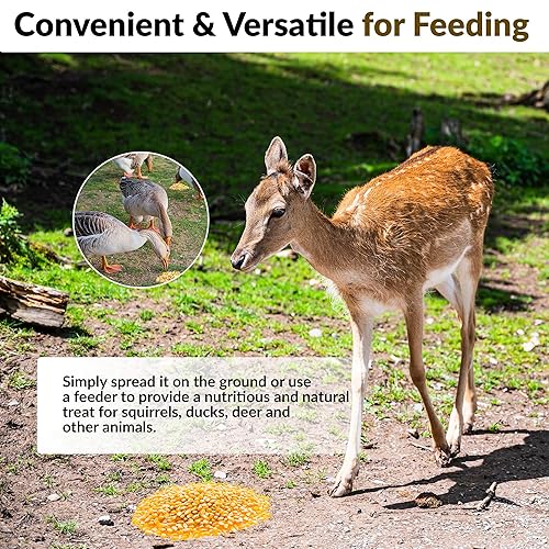 Miniatura 3 de Old Potters Maíz entero, maíz para alimentar a la vida silvestre, ciervos y pollos 15 libras.