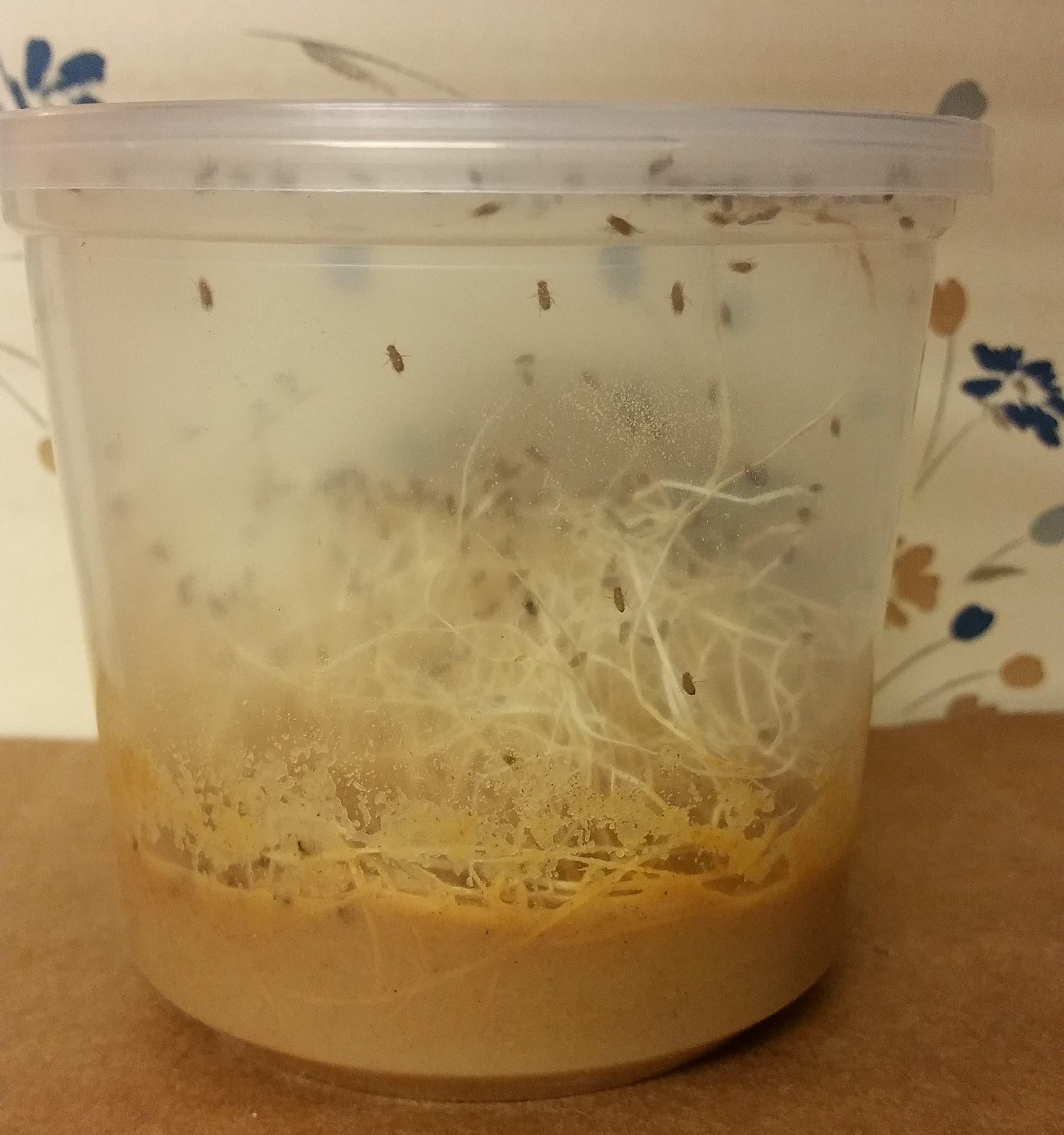 1- Economy Cup Flightless Drosophila melanogaster Container (Small flys) Fruit Fly Culture by NorthWestReptileFeeders in 24oz Cup