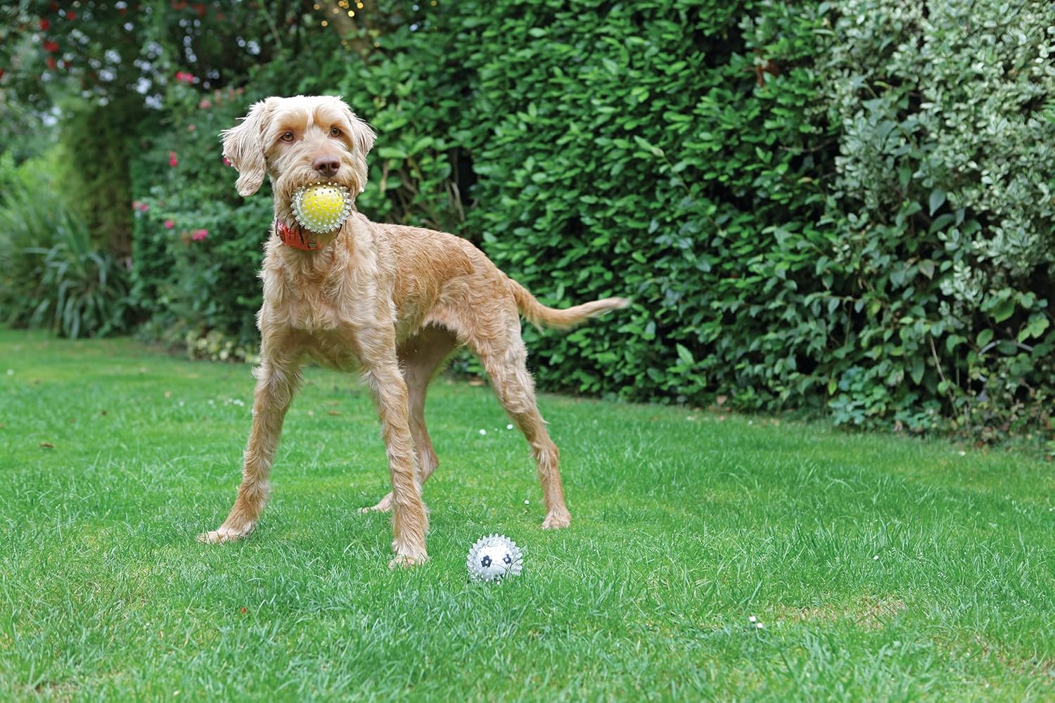 Jolly Doggy Catch & Play Tennis Ball Dog Toy