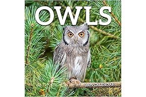 TF PUBLISHING Owl Wall Calendar 2025