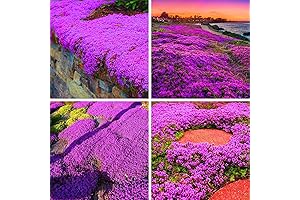 20000+ Creeping Thyme Seeds Non-GMO Landscaping Groundcover, purple