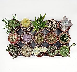 Box 15 Piante Grasse (vere) ø 10