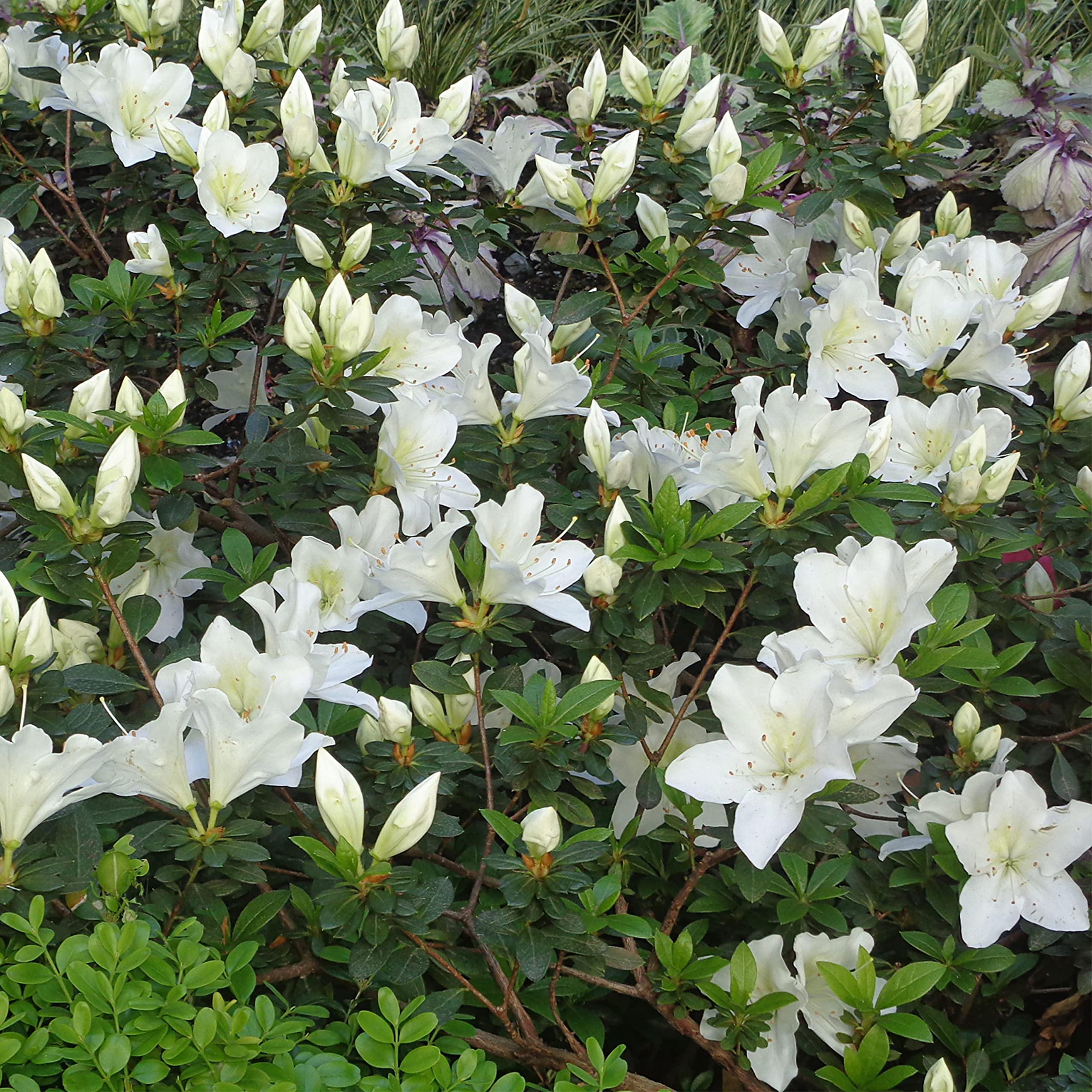 Dwarf Evergreen Rhododendron 'Crane' Hardy Shrub White Blooms Easy to Grow Your Own Outdoor Garden Flower Plants 3-Litre Potted Plants by Suttons (2 x 3 Litre Pot)