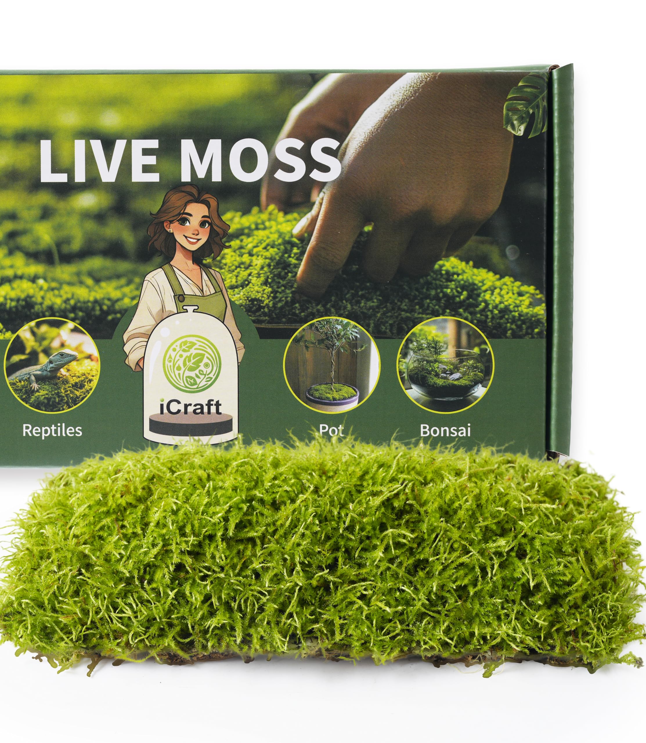 Amazon.com : Live Moss Duo Pack – 2 Varieties Mixed Moss for