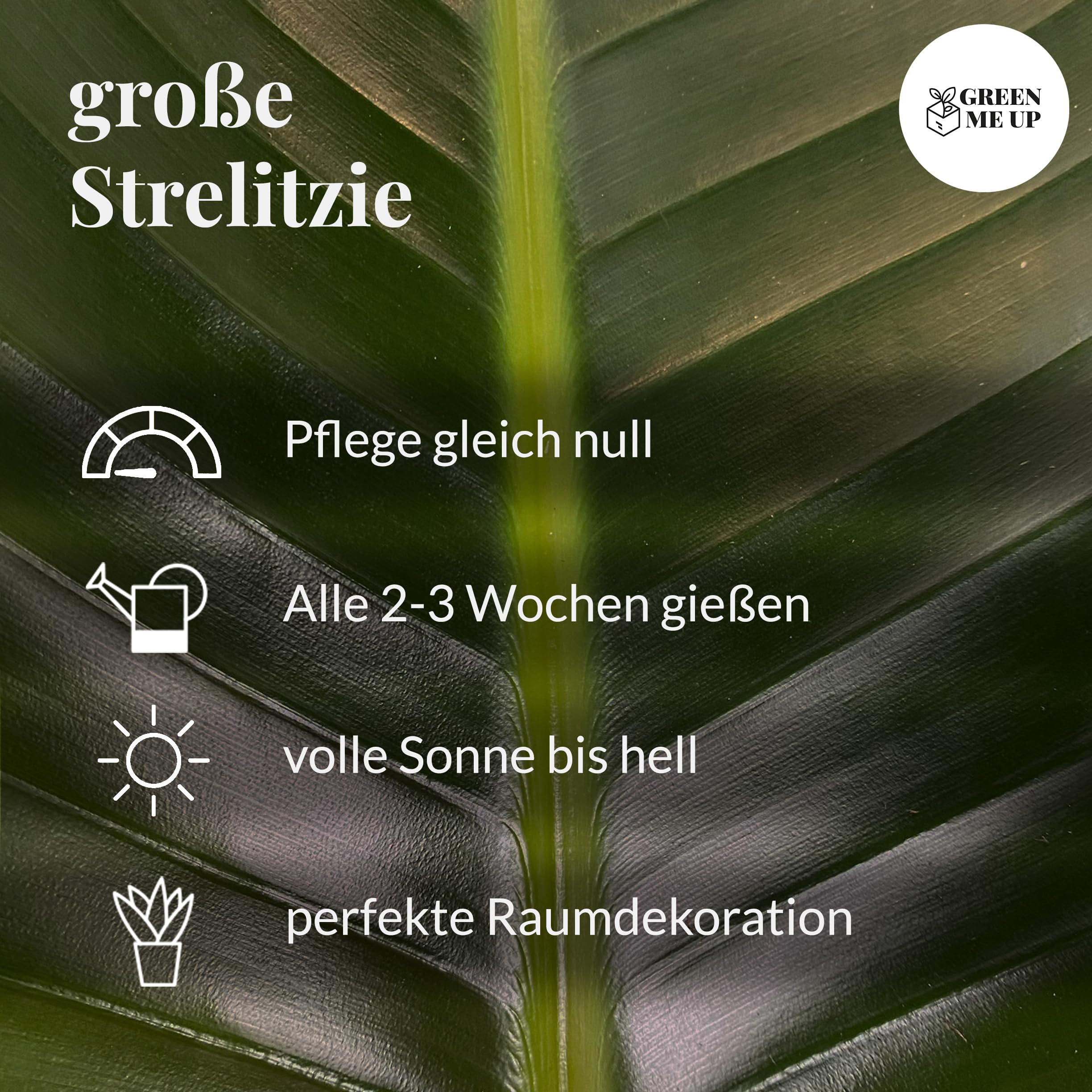 Strelitzie Strelitzia nicolai | XXL Zimmerpflanze 100–110 cm hoch | mit 2–3 Trieben im 21 cm-Topf | Pflegeleicht für Wohnzimmer, Büro oder Balkon | frisch aus der Gärtnerei | Green Me Up