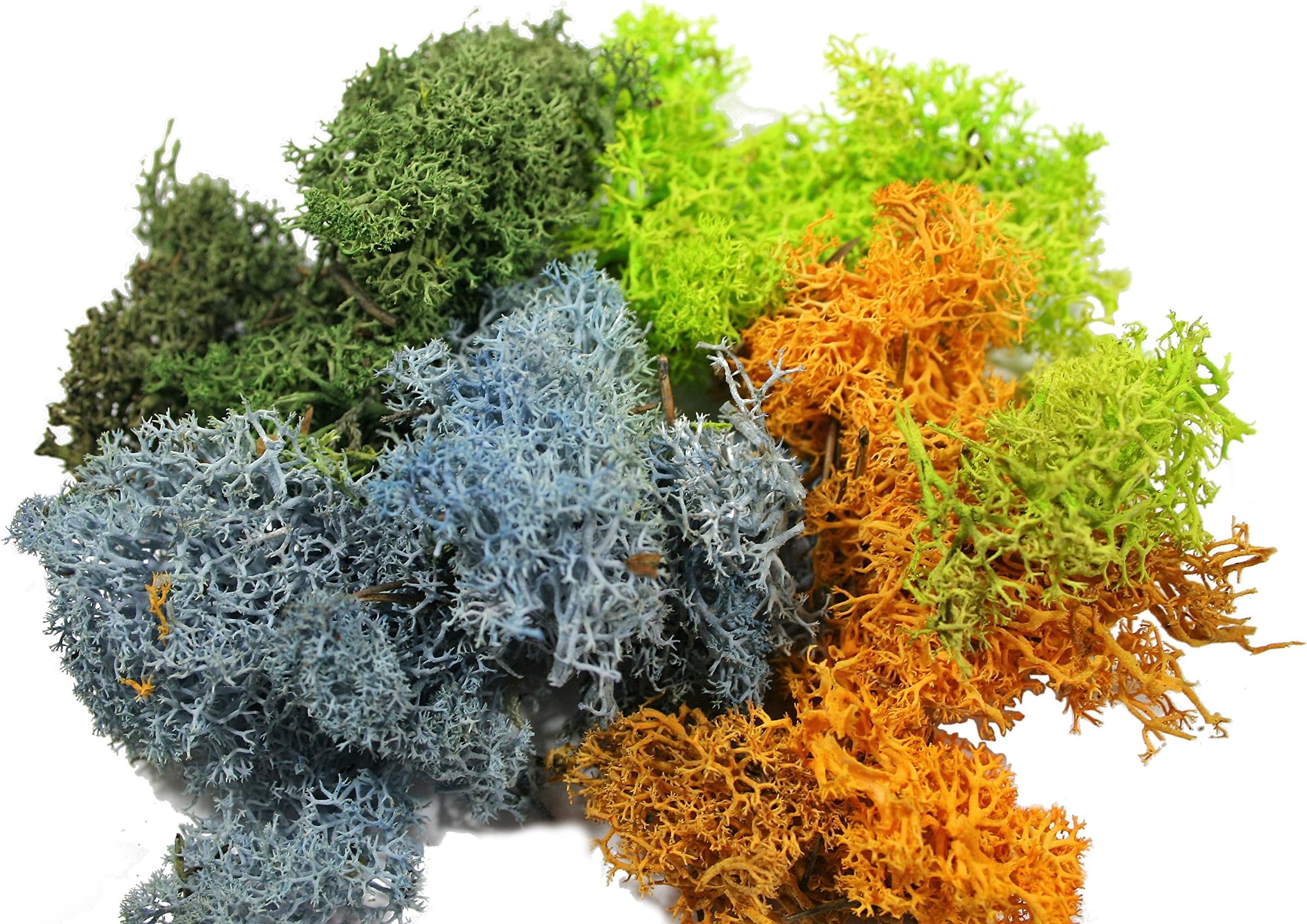 Terrarium Succulent Reindeer Moss Accents - Great Fair Garden Moss