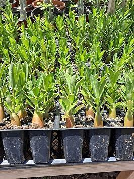 Desert Rose Adenium Obesum seedlings Bundle of 3 Plants 3-4 inches Tall. Colors Unknown
