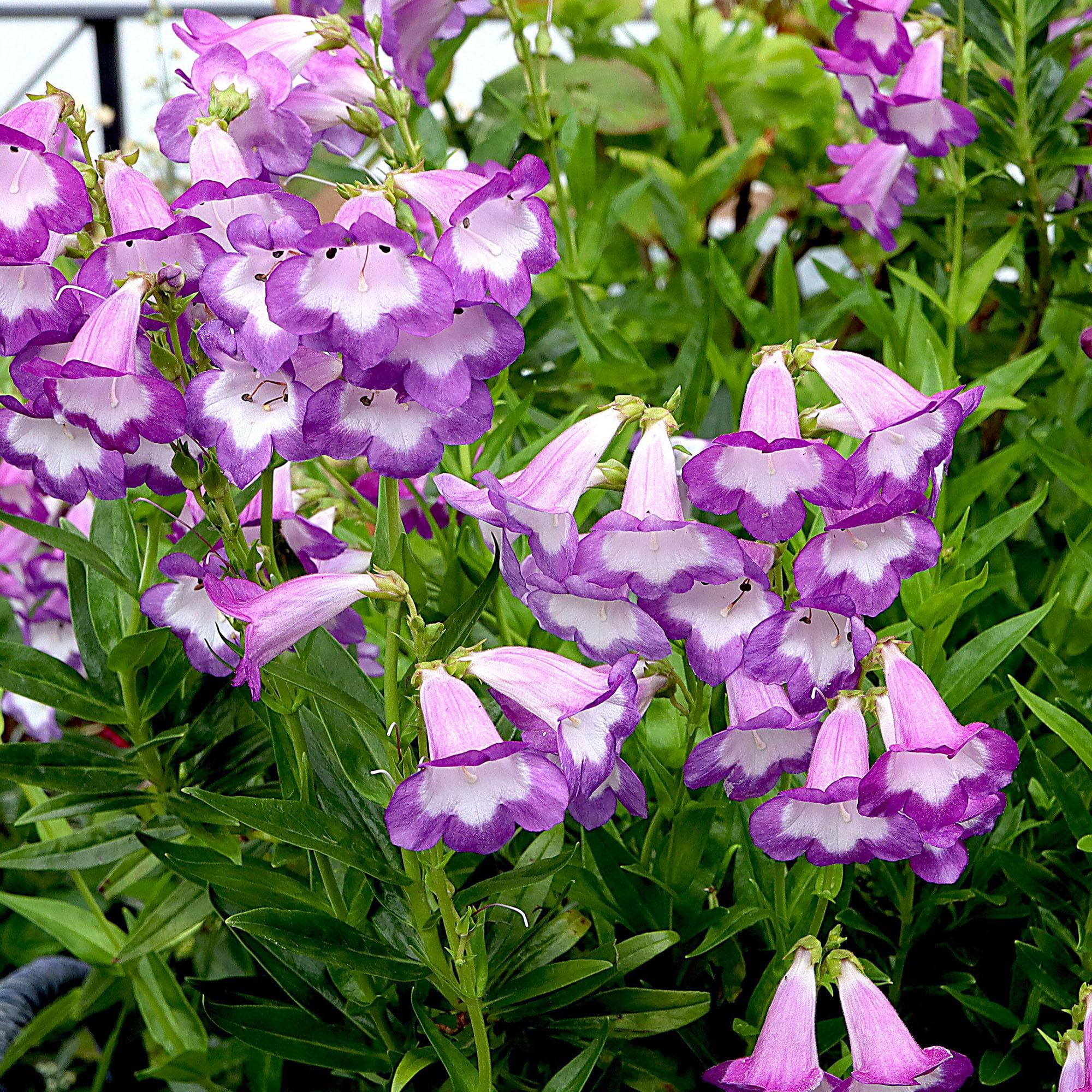 Penstemon Pensham Czar - Hardy Perennial for Outdoor Gardens - Purple Bell-Shaped Flowers - Flowering Plant in Pot (9cm Pot, 10-20cm)