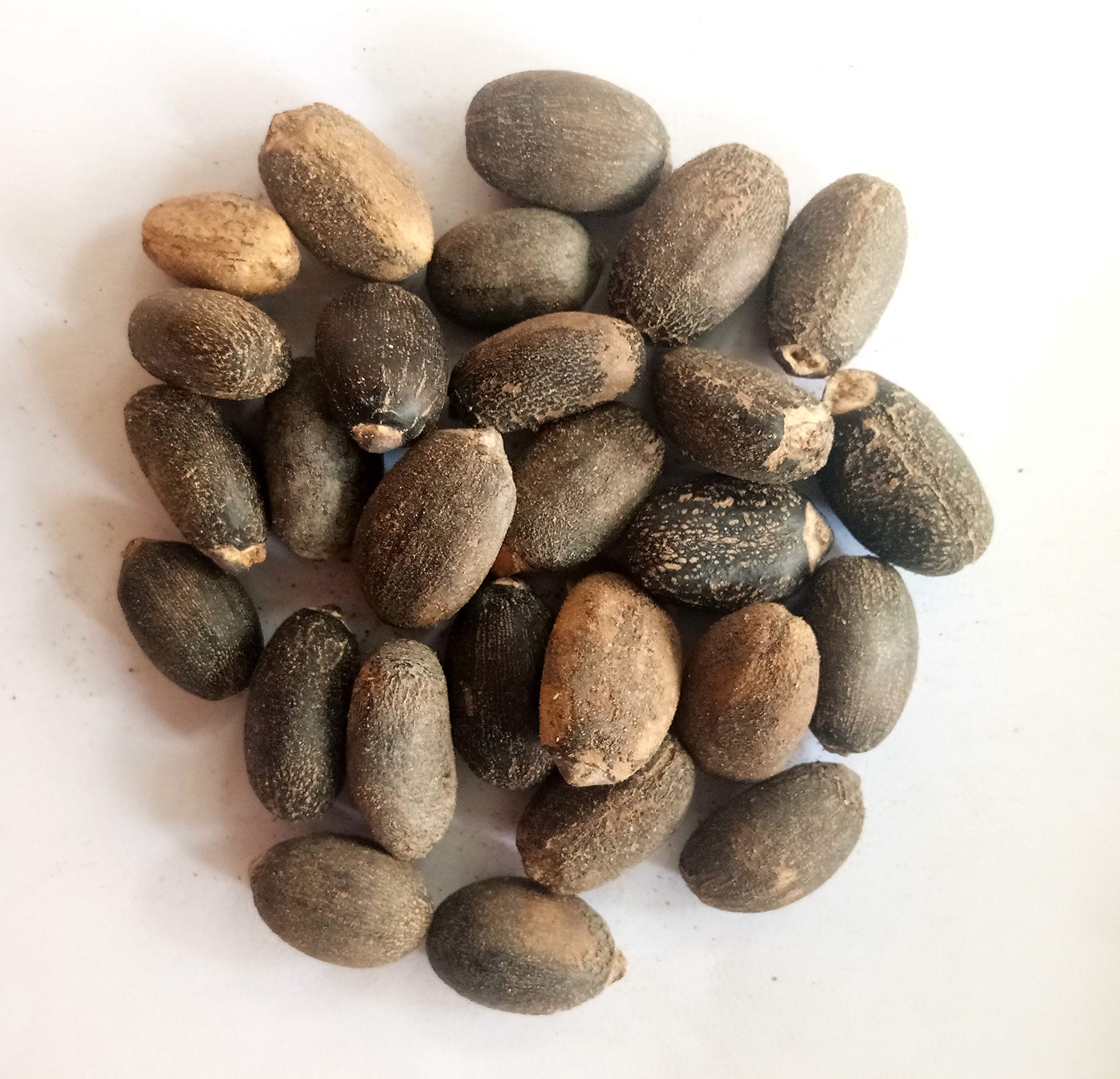 GREEN WORLD Jatropa/Ratanjot/Barbados Nuts/Jatropa Curcas/Bio Diesel/Bio Fuel Tree Seeds (100 Gms Seeds) (B07XP3X46R) Amazon Price History, Amazon Price Tracker