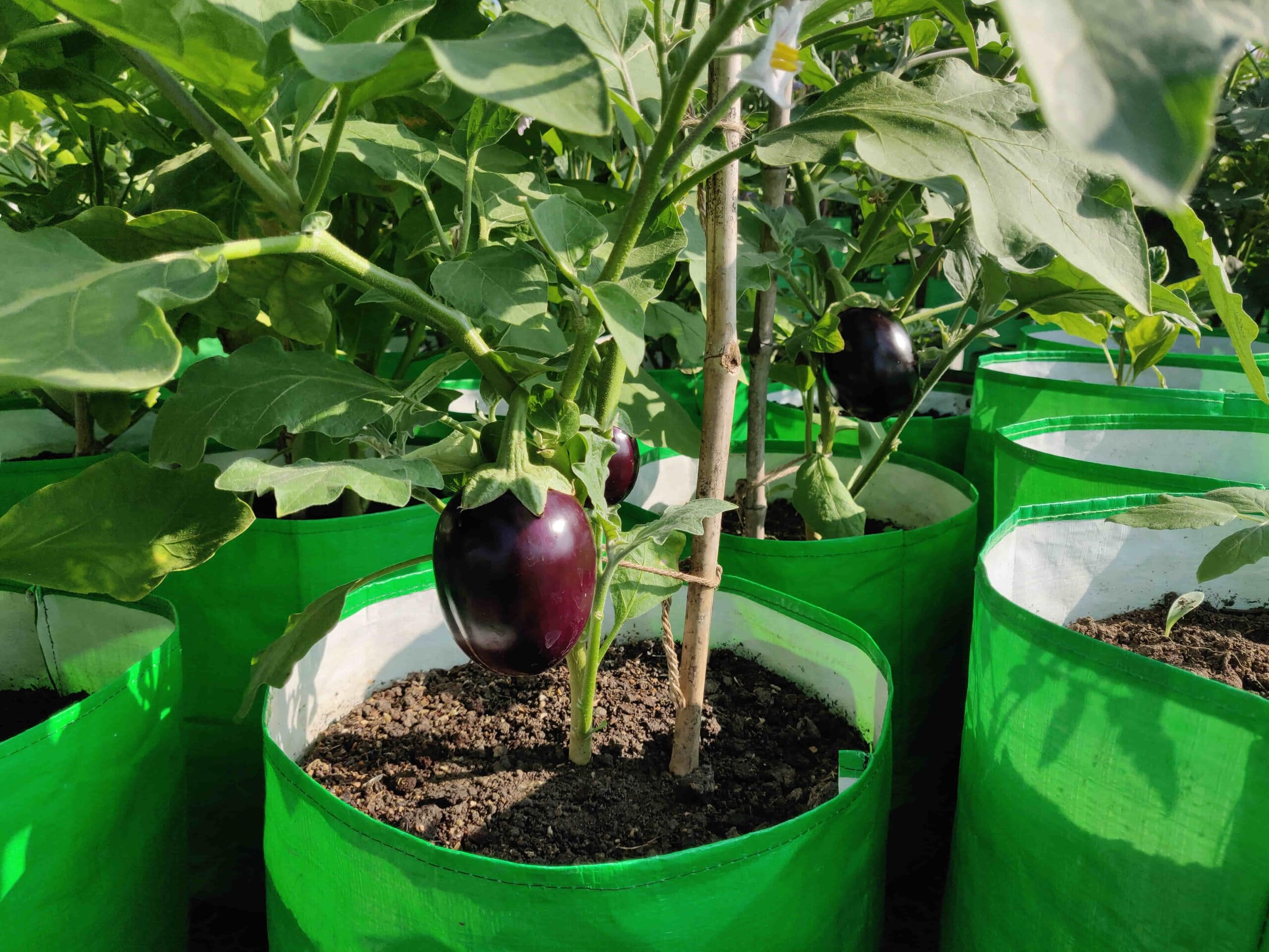 Brinjal live plants for home garden, (Pack of 7) : Amazon.in: Garden &  Outdoors