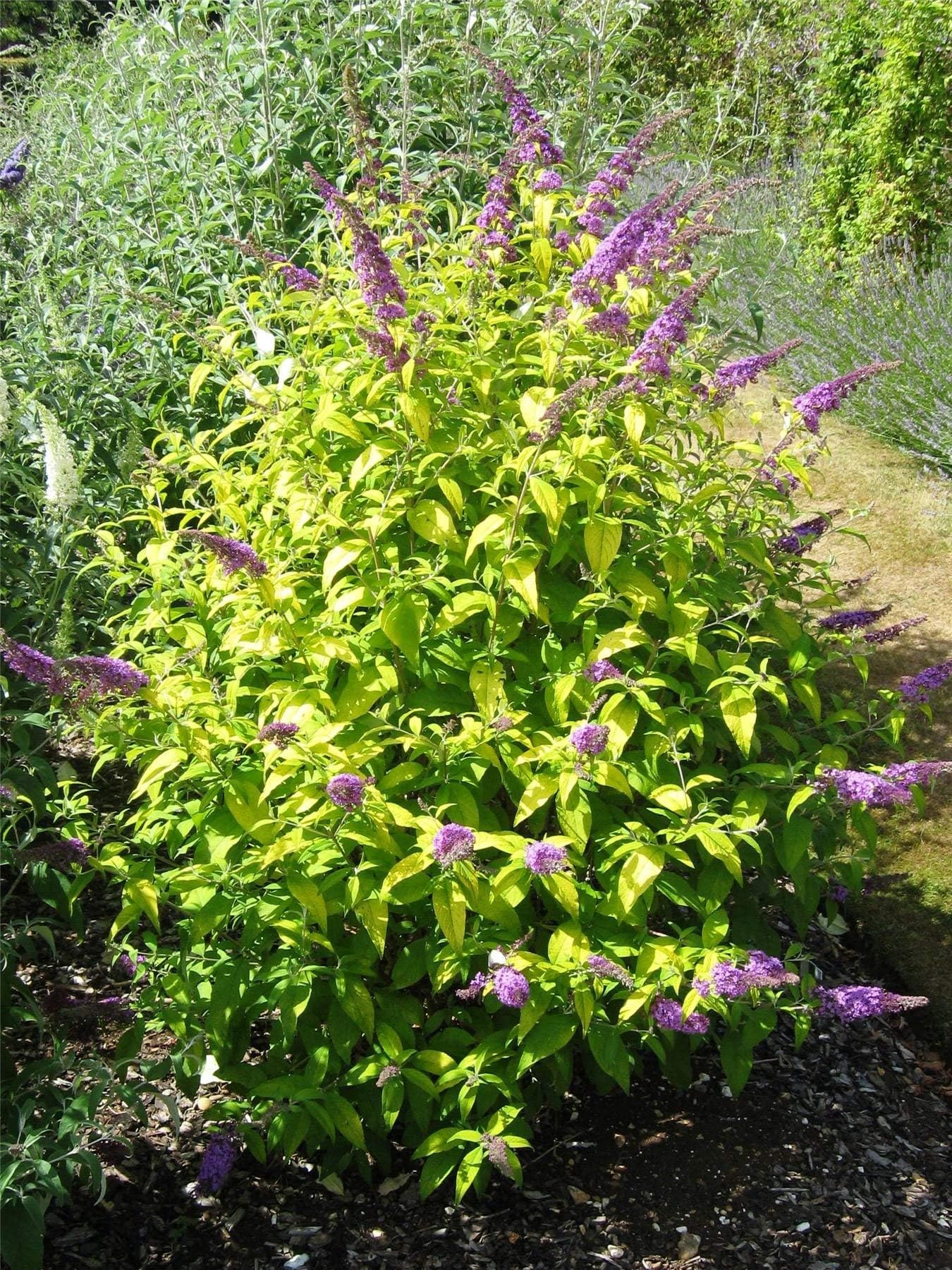 Buddleja davidii Moonshine - Buddleia Butterfly Bush, Plant in 9 cm Pot