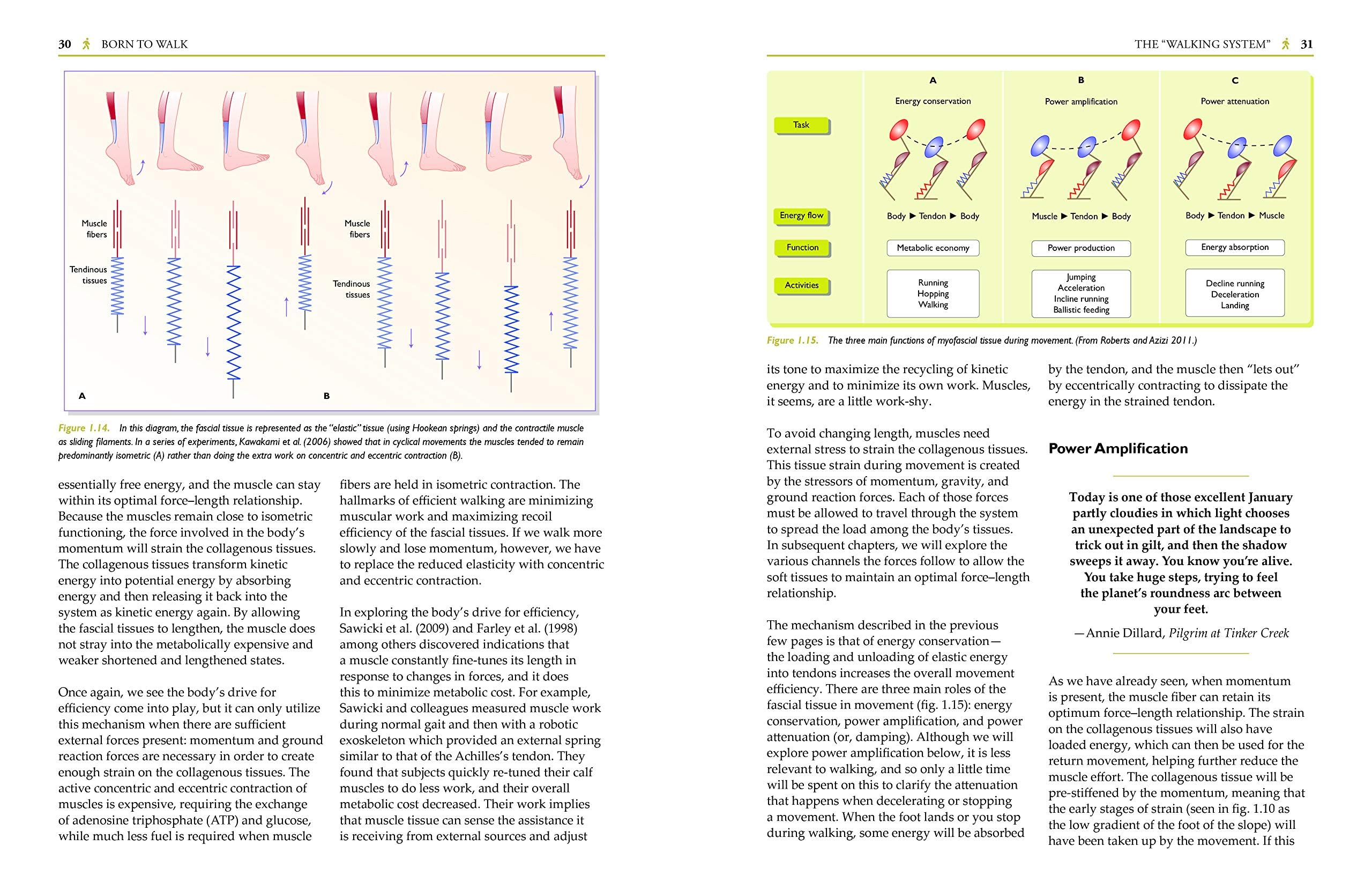 Born to Walk: Myofascial Efficiency and the Body in Movement