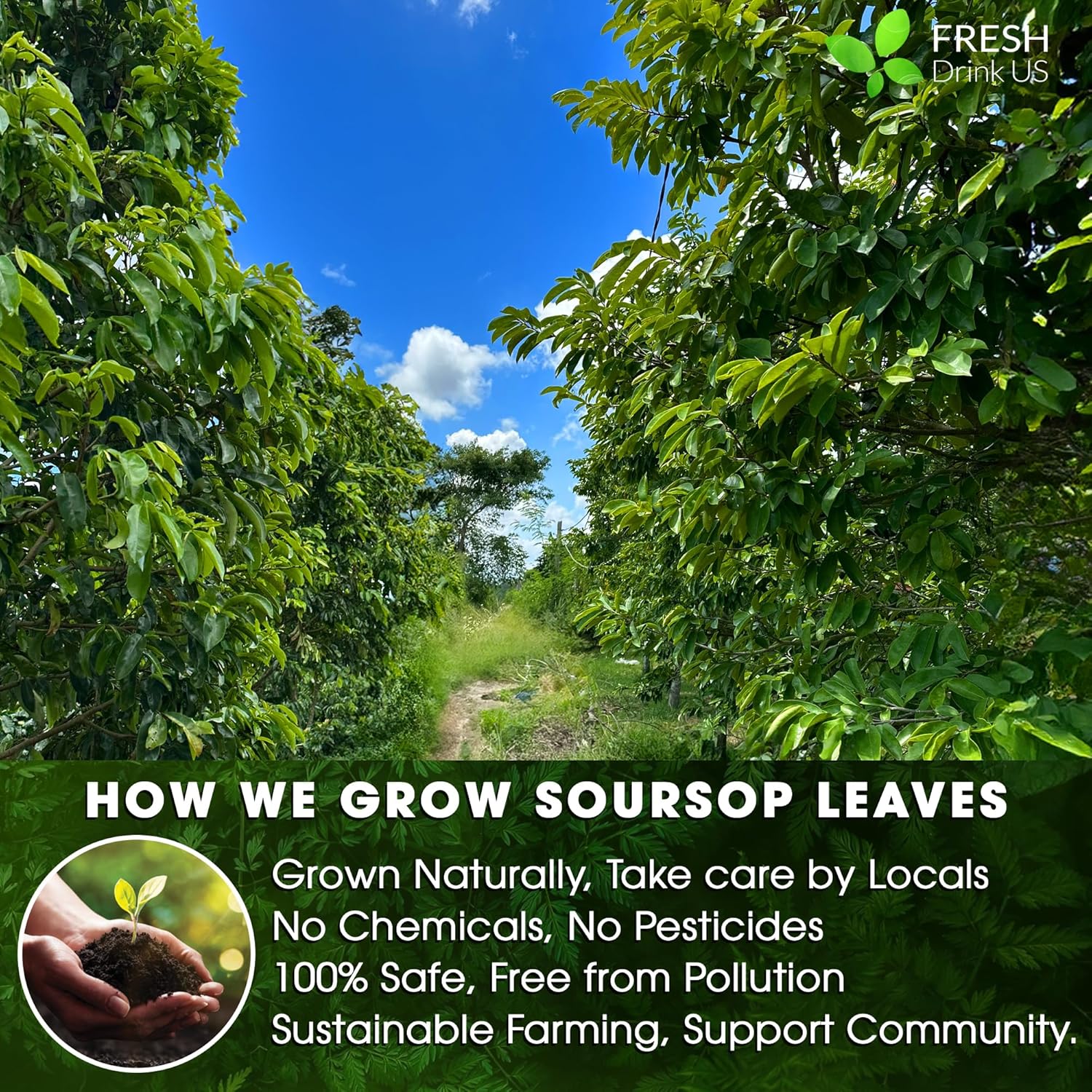 The Top Soursop Tea With Soursop Tea Bags And Soursop Leaves For Tea. Easy To Enjoy The Soursop Tea By Your Way With The Whole Leaves. Sugar/Caffeine/Gluten Free, Hoja Guanabana Tea