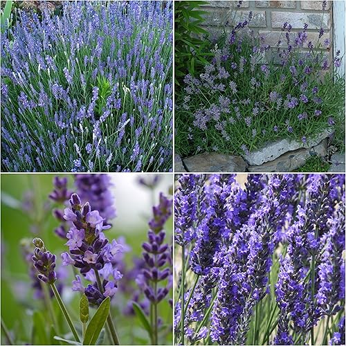 Miniatura 2 de Seed Needs Semillas de lavanda para plantar una variedad de plantas de lavandula, herencia sin OMG y semillas de hierbas sin tratar para plantar un