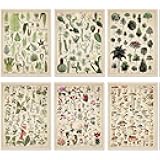 Fainne Set of 6 Plant Poster Vintage Botanical Prints 12 x 16 Inch linen Decorative Wrap Poster Tree Art Picture Vintage Mushroom Floral Nature Decor Cactus Prints