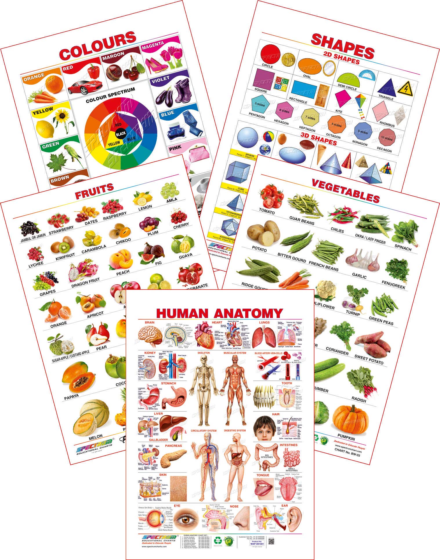 Spectrum Educational Large Wall Charts (Set of 5) : ( Human Anatomy , Fruits , Vegetables , Colours & Shapes )-image-33