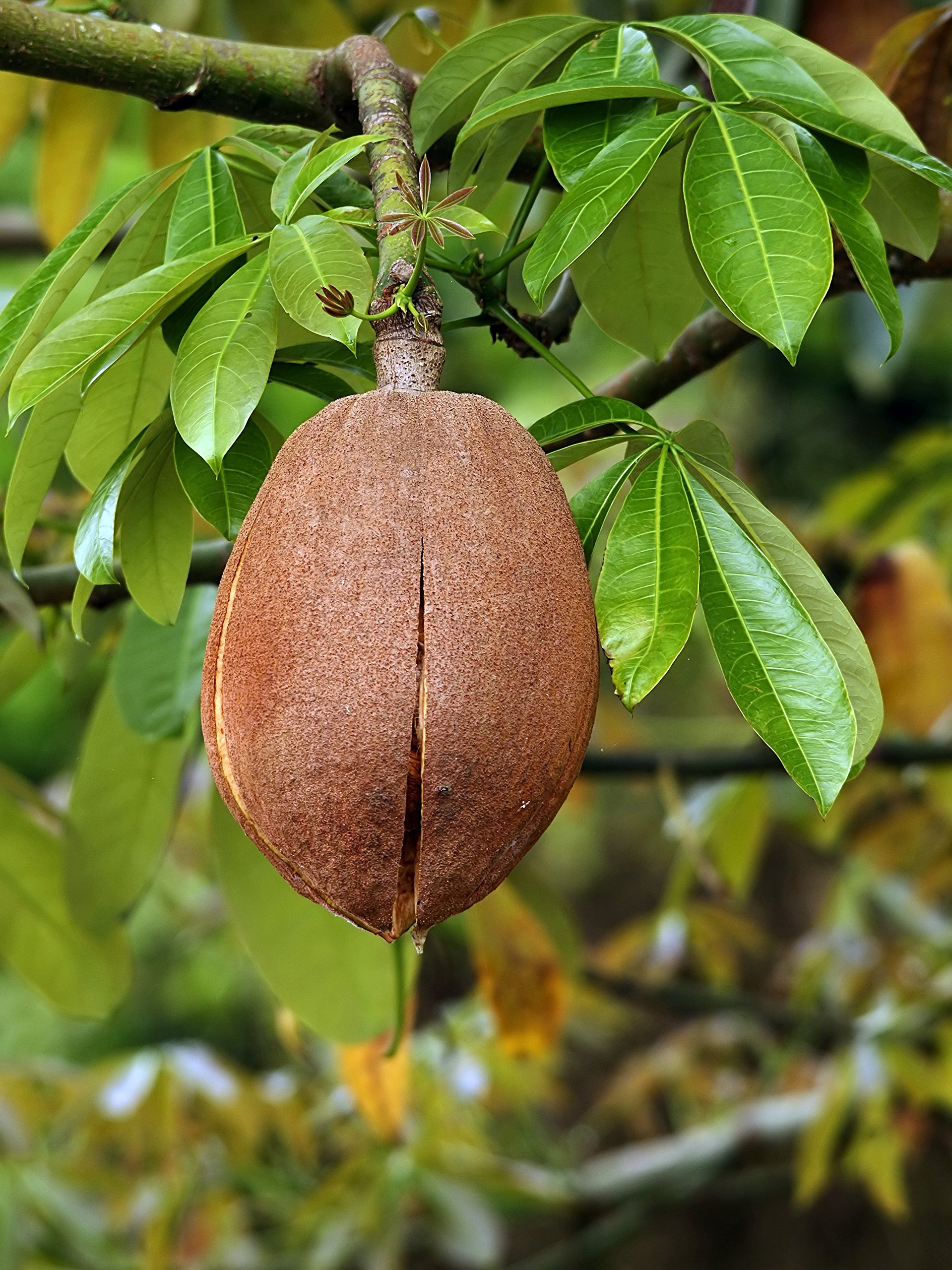 See full amazon price history chart for ROYAL LAND Dwarf Chestnut Plant Pachira aquatica Malabar Chestnut, French Peanut 1 Heallthy Live Plant ROYAL LAND Dwarf Chestnut Plant Pachira aquatica Malabar Chestnut, French Peanut 1 Heallthy Live Plant (B083JKB2TK) Amazon Price History, Amazon Price Tracker
