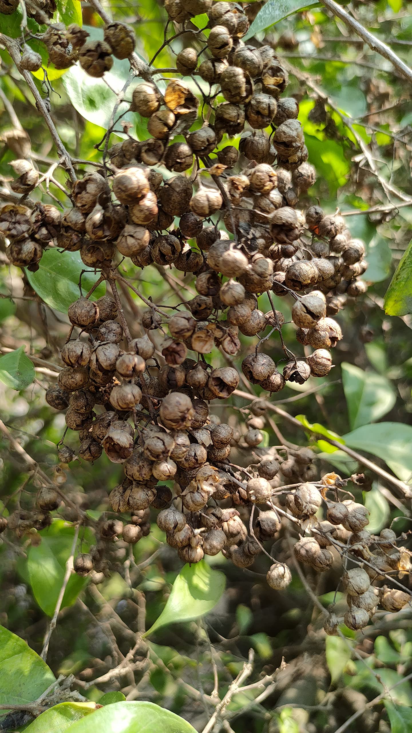 Mehandi beej, Henna beej, Maruthani vidhai, lawsonia inermis plant seeds (150 grms) (B09XMN3NW5) Amazon Price History, Amazon Price Tracker