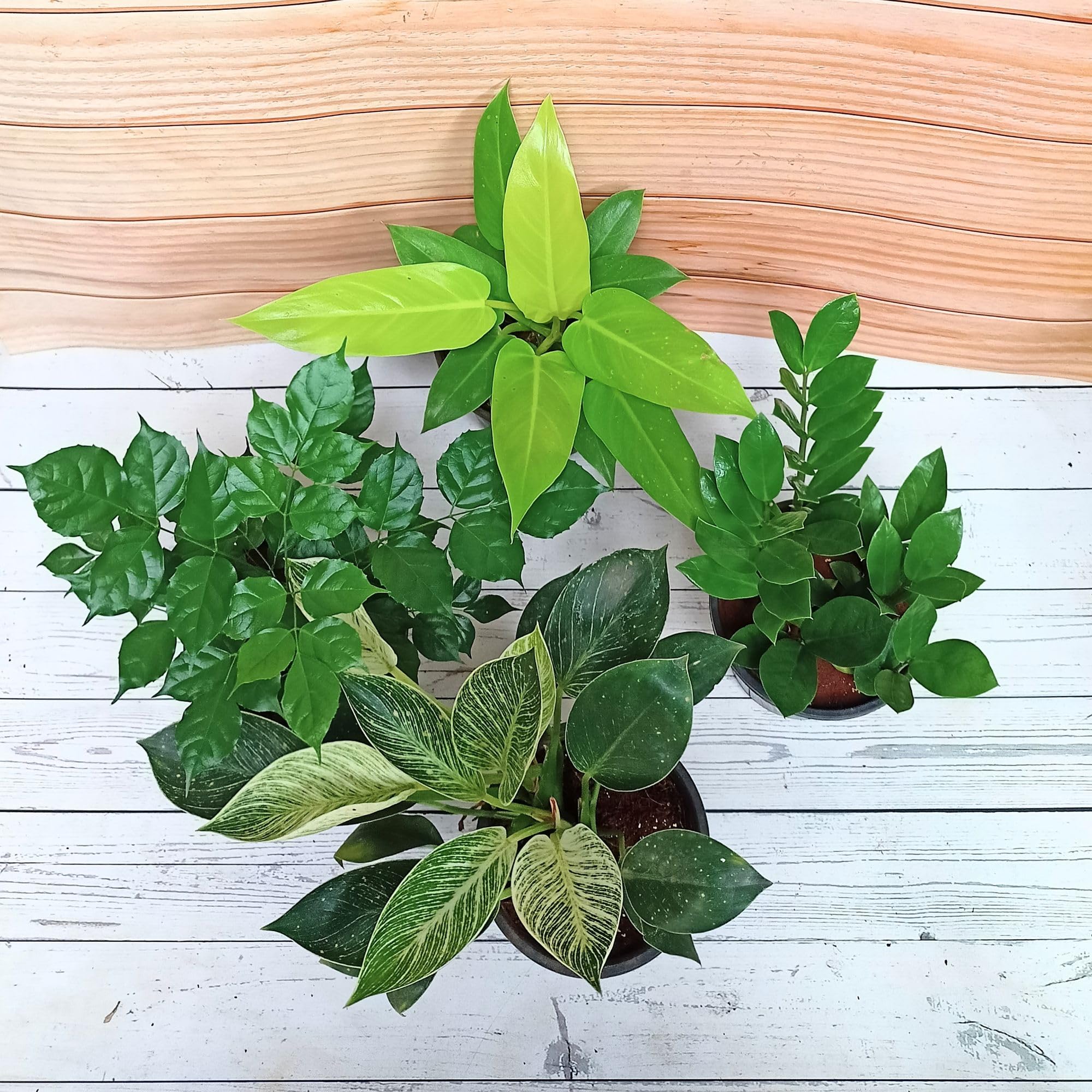 Rolling Nature Assorted Combo of 4 Live Indoor Plants | Plant It Yourself (PIY) | Radermachera (China Doll), Philodendron Sunshine, ZZ Plant and Philodendron Birkin | Home & Office Decor (B0D4G7PXZ8) Amazon Price History, Amazon Price Tracker