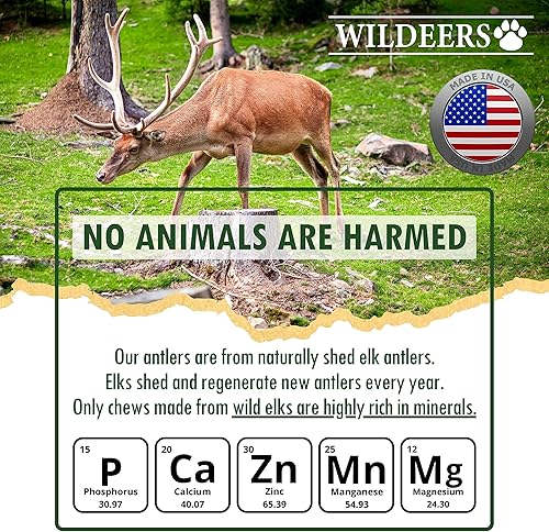 Miniatura 8 de Wildeers Cuernos de alce para perros medianos, paquete de 2, masticables enteros para perros, tratamiento estimulante de la mente, desprendimiento