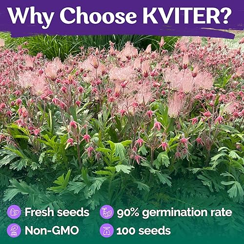Miniatura 5 de KVITER 100 semillas de flores de humo de la pradera para plantar (Geum Triflorum) - Flores rosas, reliquias perennes y plantas de humo de pradera