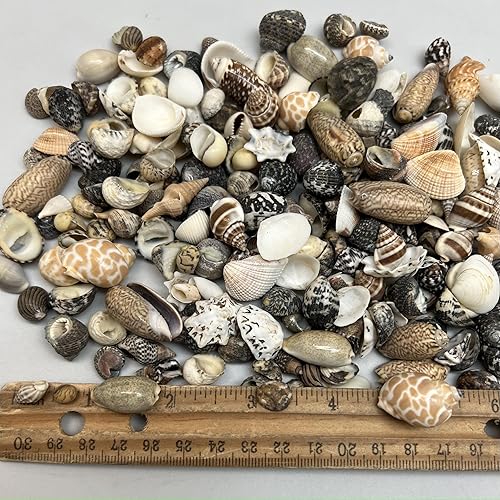 Vista 30 de Conchas marinas Pepperlonely, vieiras de diferentes tamaños