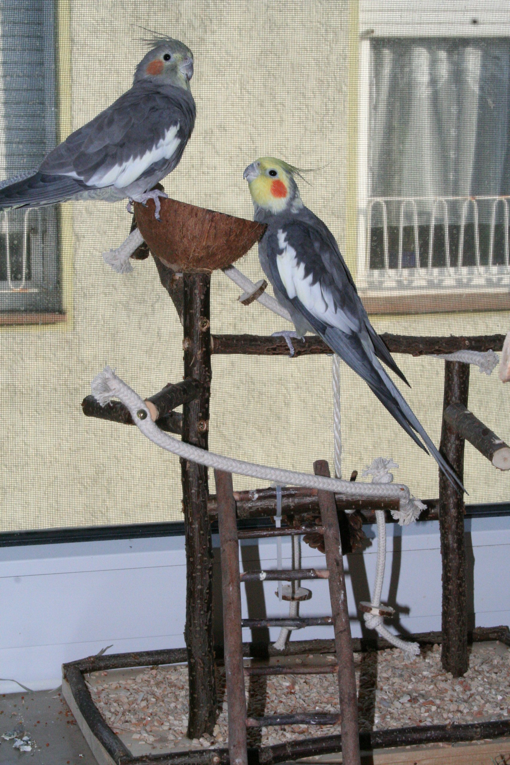 Vogelgaleria® Luxus Vogelspielplatz aus Natur Holz mit Abnehmbarer Futterschale | Ideales Spielzeug bei Freiflug für Wellensittich Nymphensittich | Vogelspielzeug