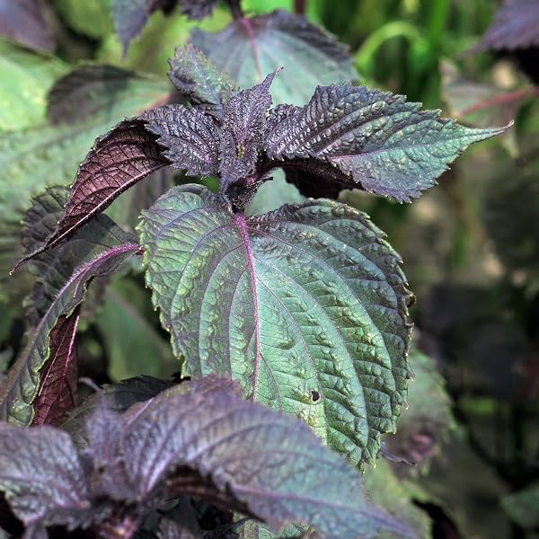 Shiso rosso (Perilla frutescens) - circa 200 semi - 5