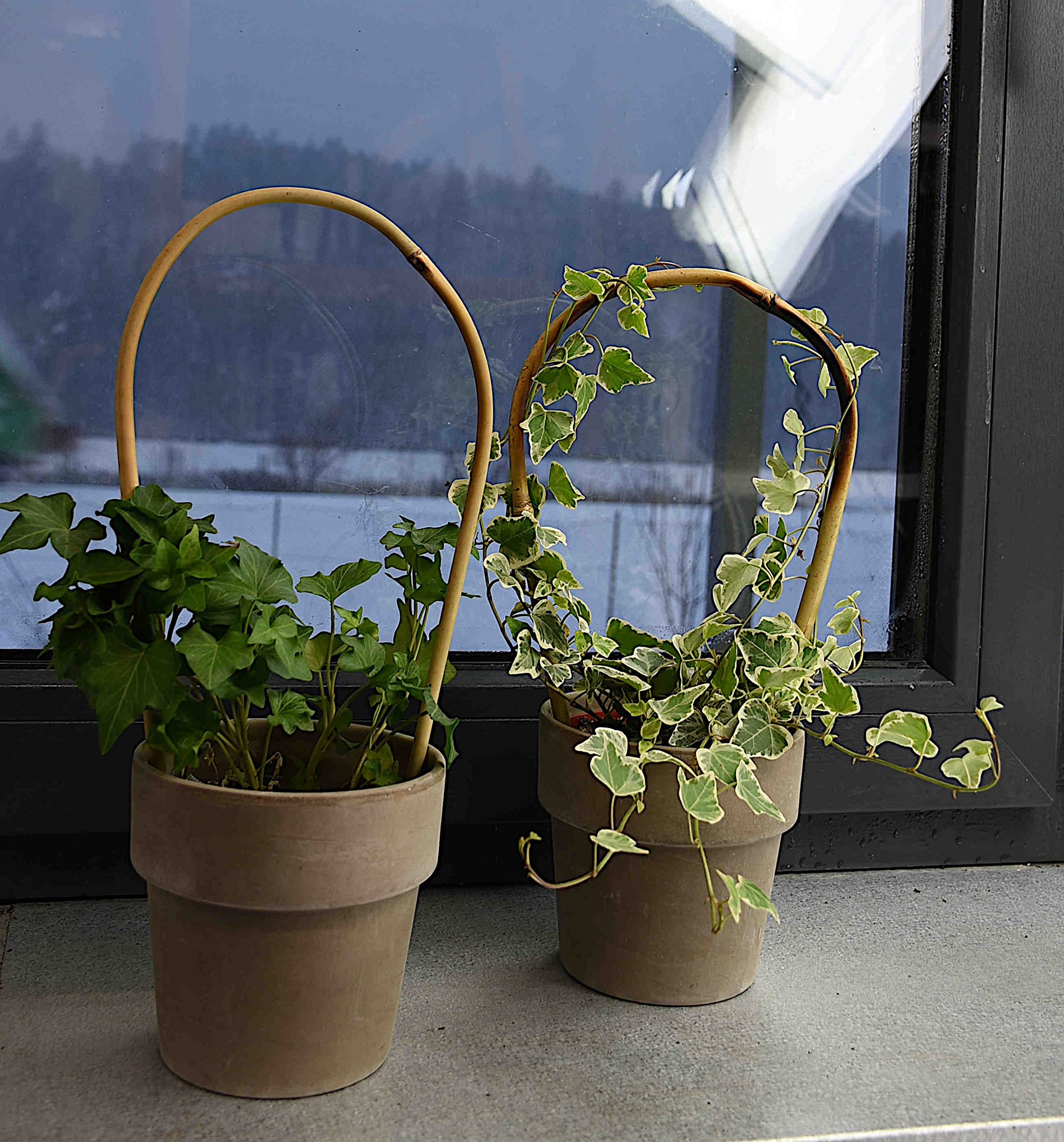 Dixiestore Gebogener Bambus Bambusstifte Natürliche - für Pflanzen Dekoratives Element Rankhilfe Clematis Efeu oder Orchideen Pflanzstäbe Stäbe - Größe 150 cm 14/16 mm Inhalt 100 Stück