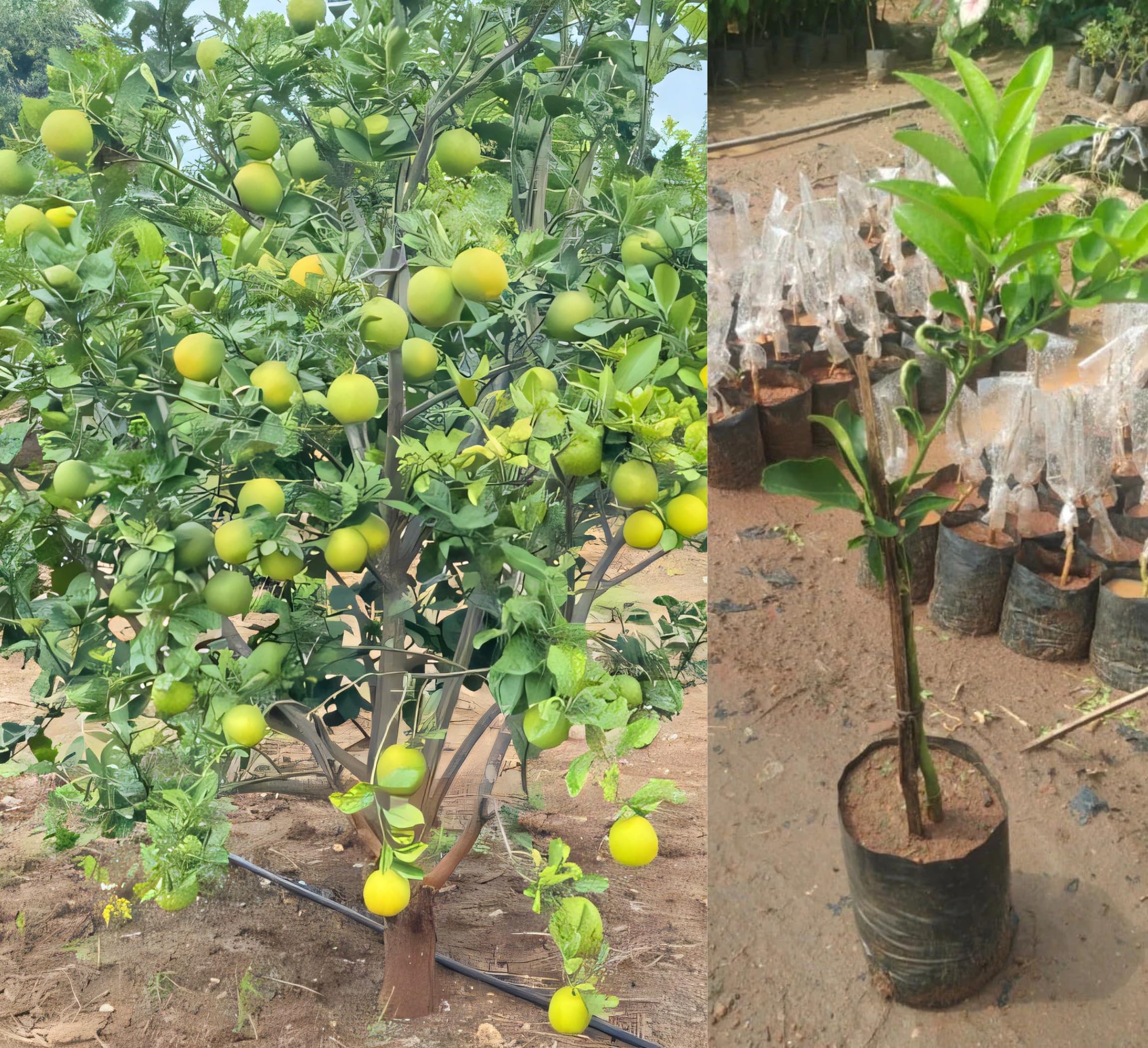 Combo 2 Vietnam Malta Plant Grafted Live Tree 1-2 Feet Tall | Fruiting After 2-3 Years | Sweet Malta Lemon Variety | All-Time Grafted Plant for Home Garden & Outdoor Pot Planting