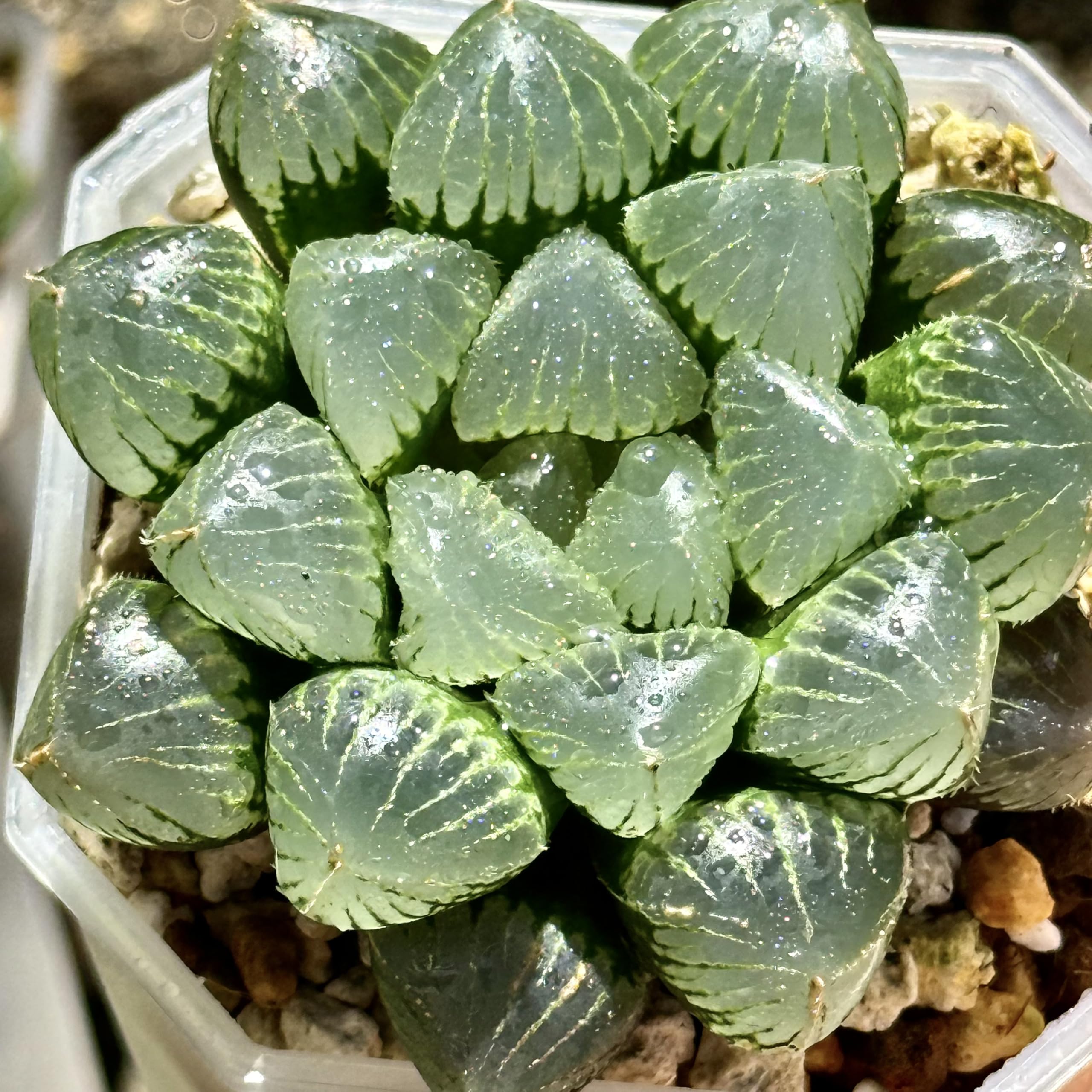 ハオルチア プペスケンス 3点セット Amazon｜多肉植物 ハオルチア ハオルシア ジェリーフィッシュ