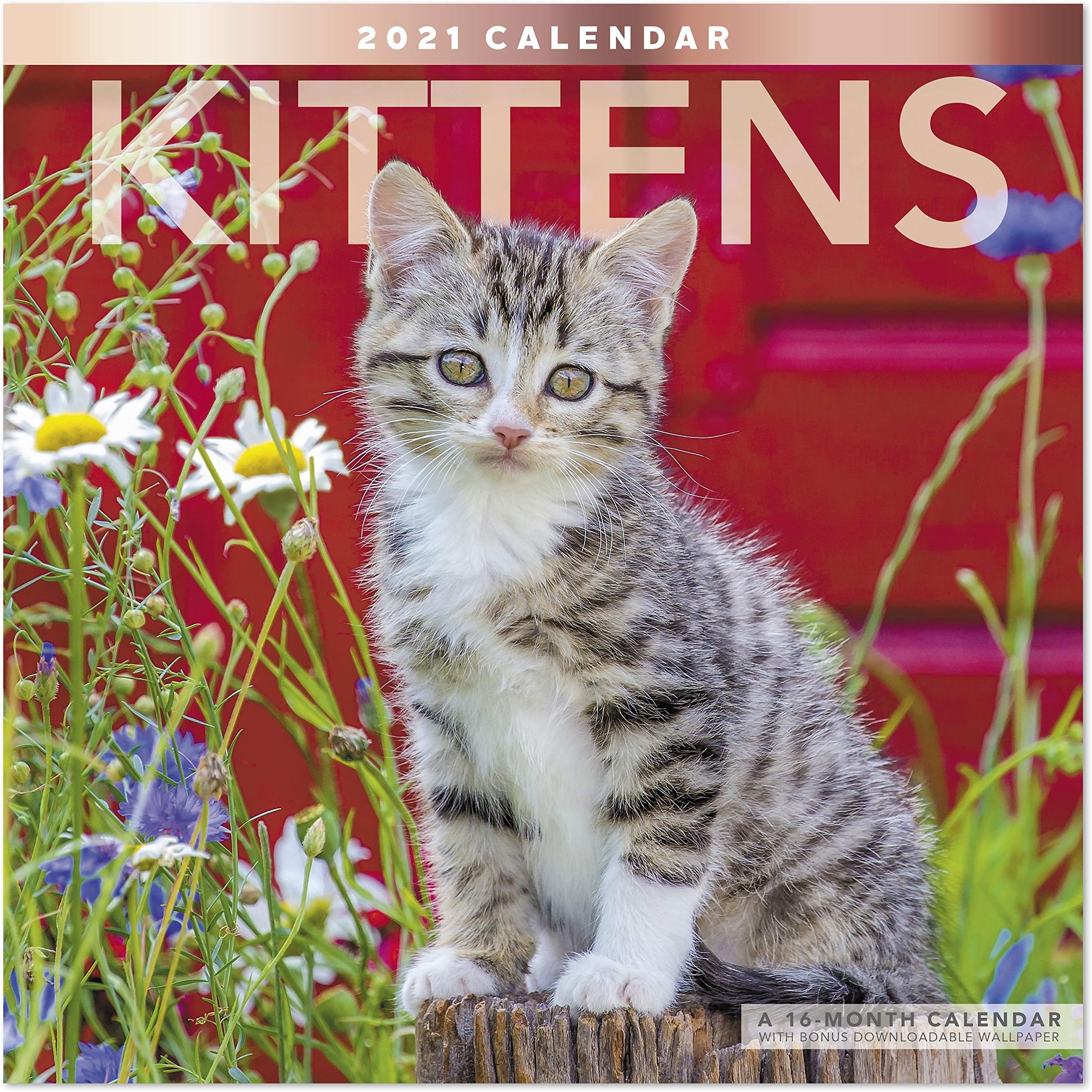 2021 Kittens Wall Calendar, 12" x 12", Monthly (LME1341021)