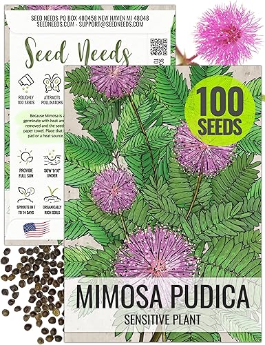 Seed Needs Semillas de plantas sensibles para plantar Mimosa pudica - Flores anuales de polinización abierta y reliquia - Flores rosadas con hojas