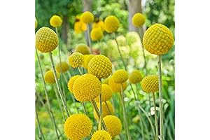 Outsidepride 1000 Seeds Perennial Craspedia Globosa Billy Button Flower Seeds for Planting