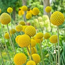 Outsidepride Billy Button Craspedia Globosa Seeds - 1000 Pcs Perennial, Hardy & Drought Tolerant, Flower Seeds for Planting w/Yellow Spherical Blooms, Ideal for Cut Flower & Pollinator Gardens
