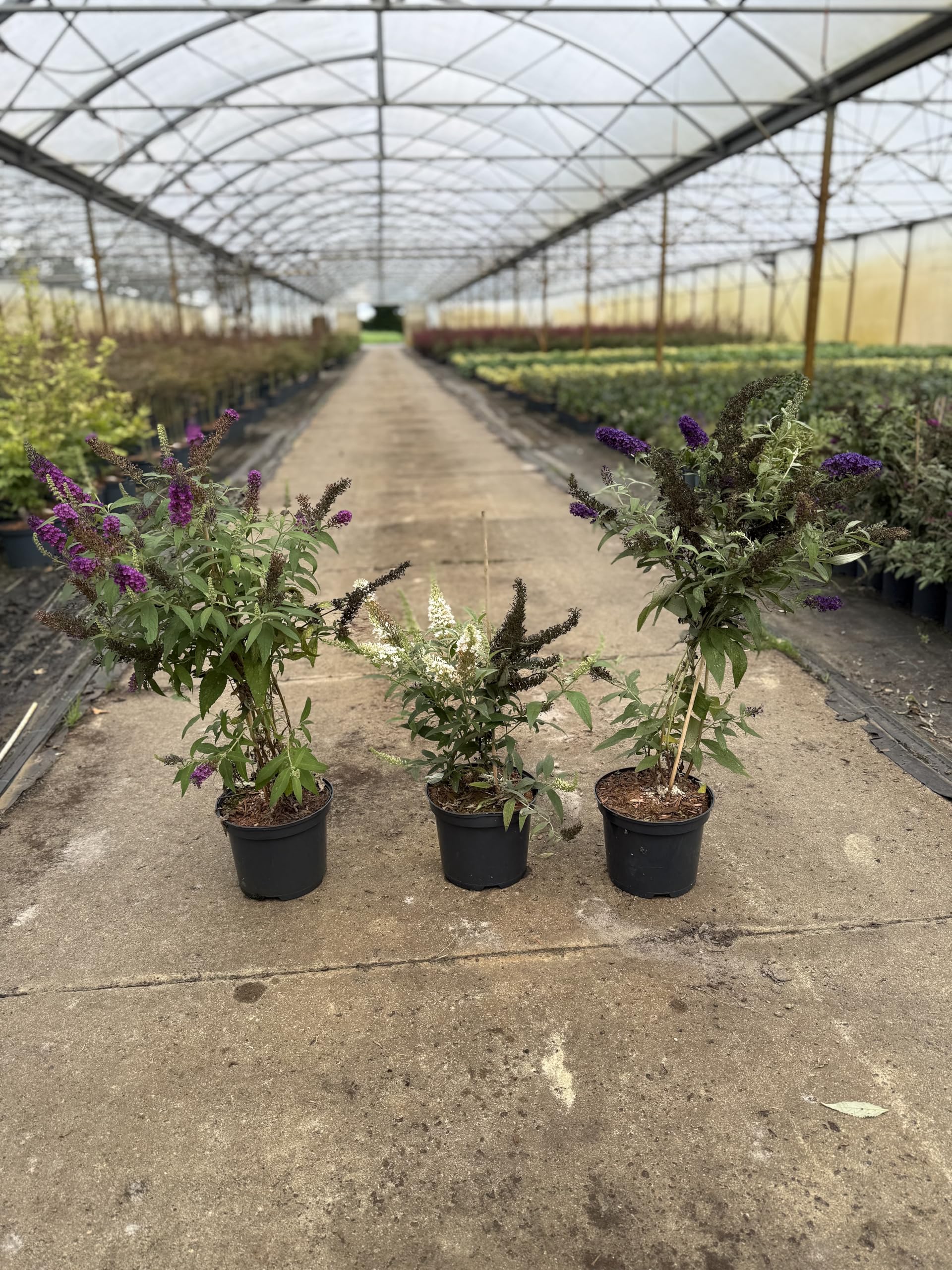 3 x Sommerflieder White Profusion 40–60 cm im Topf | Buddleja davidii Flieder | Blühender Schmetterlingsstrauch weiß & bienenfreundlich | winterhart & sofort pflanzbar