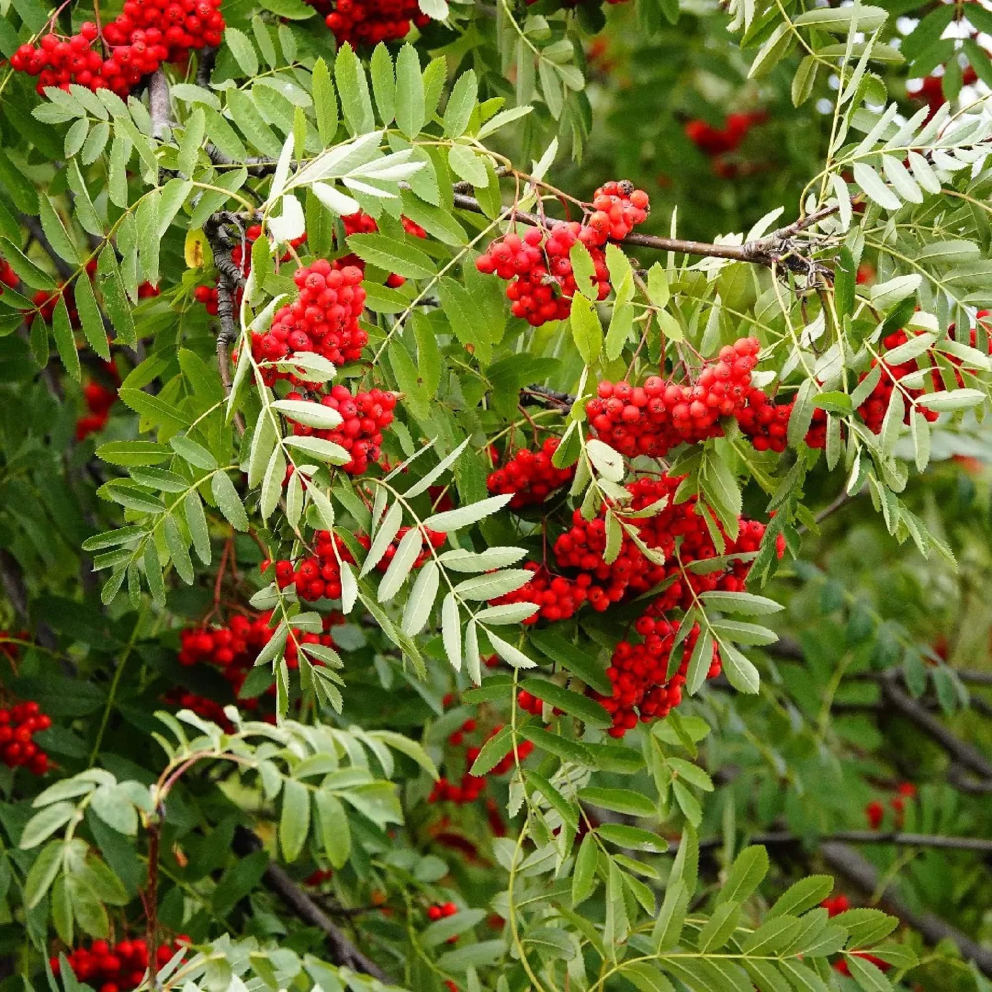 Sorbus Aucuparia-Rowan,European Mountain Ash 50 Seeds Dwarf Shrub Tree Seeds