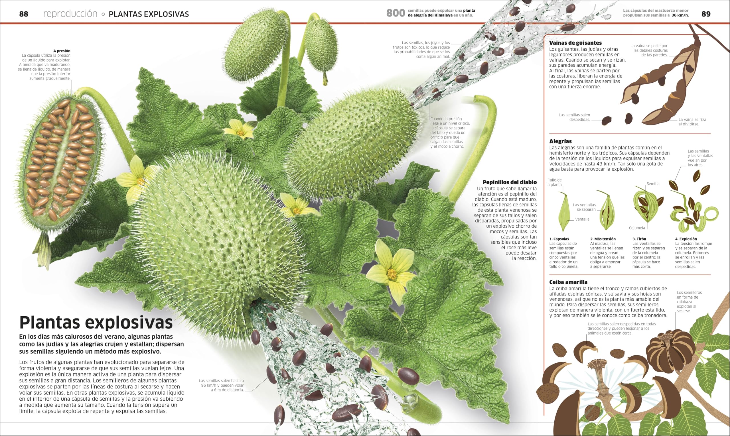 Plantas y hongos (Mundo 3D): El reino vegetal como nunca antes lo habías visto (Enciclopedia visual juvenil)