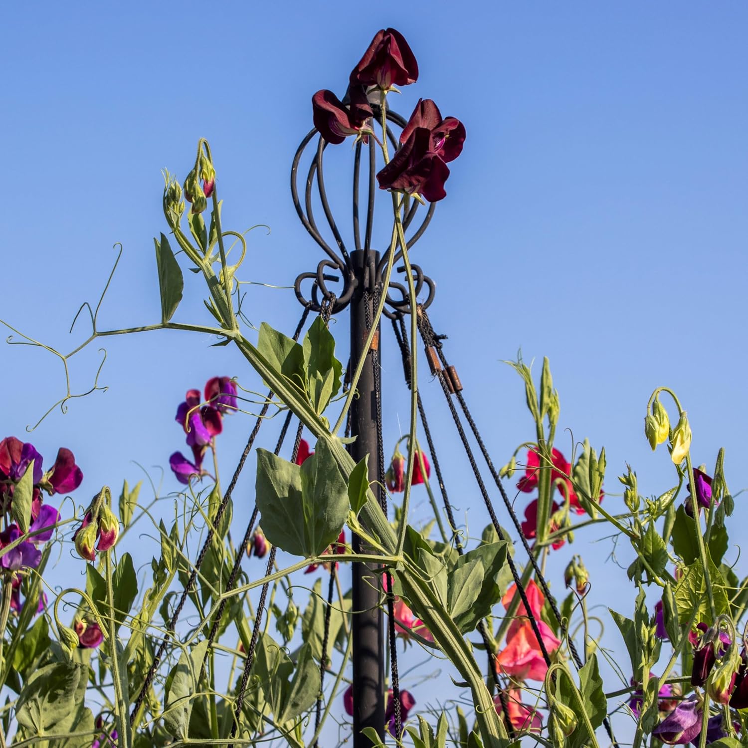 Garden Maypole | Easy to Store Plant Support | Climbing Plants | Garden Tepee | Growing Sweet Peas Beans | Black, 100 x 100 x 190 cm | Frame010101