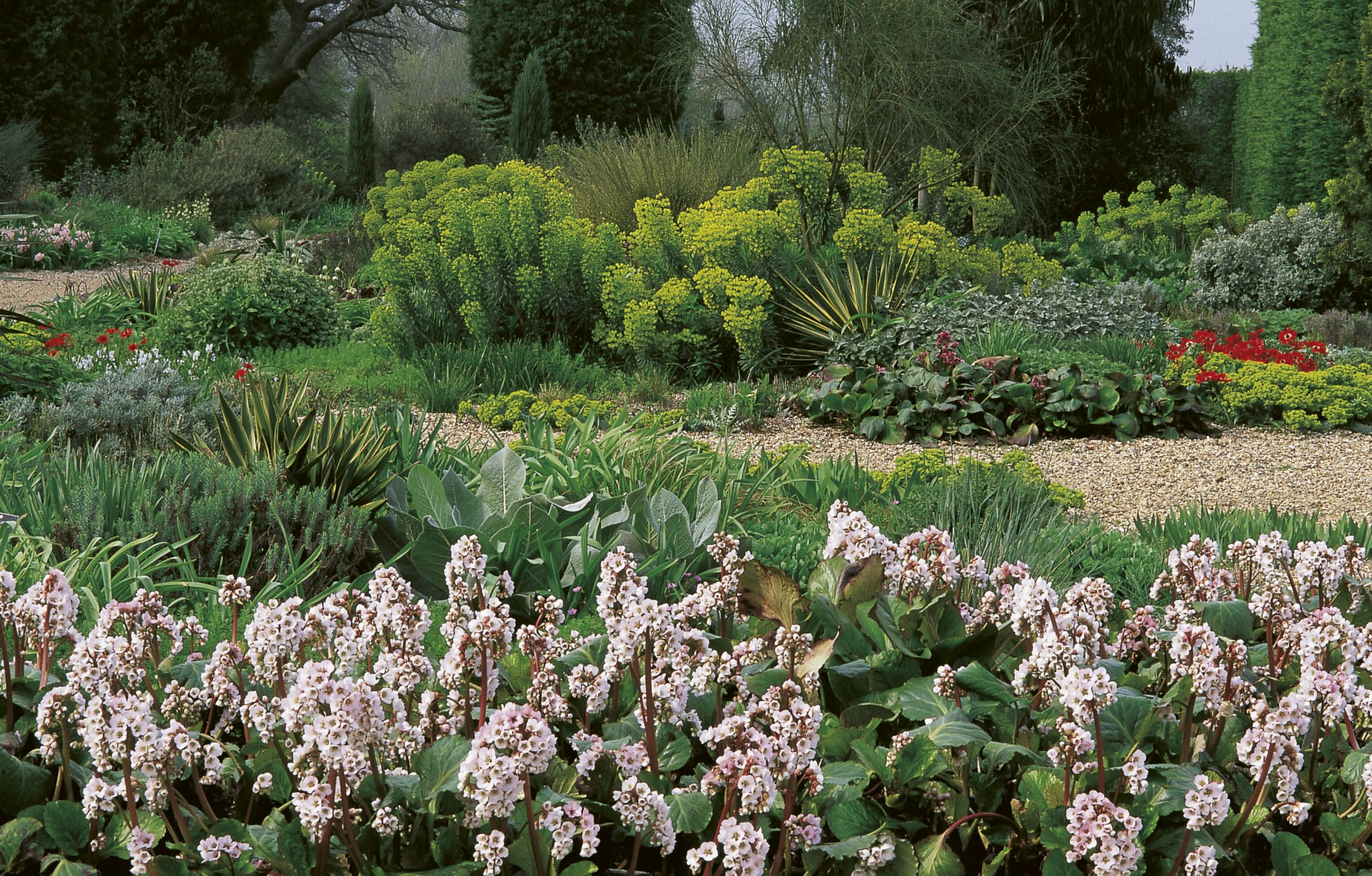 Drought-Resistant Planting: Lessons from Beth Chatto's Gravel Garden