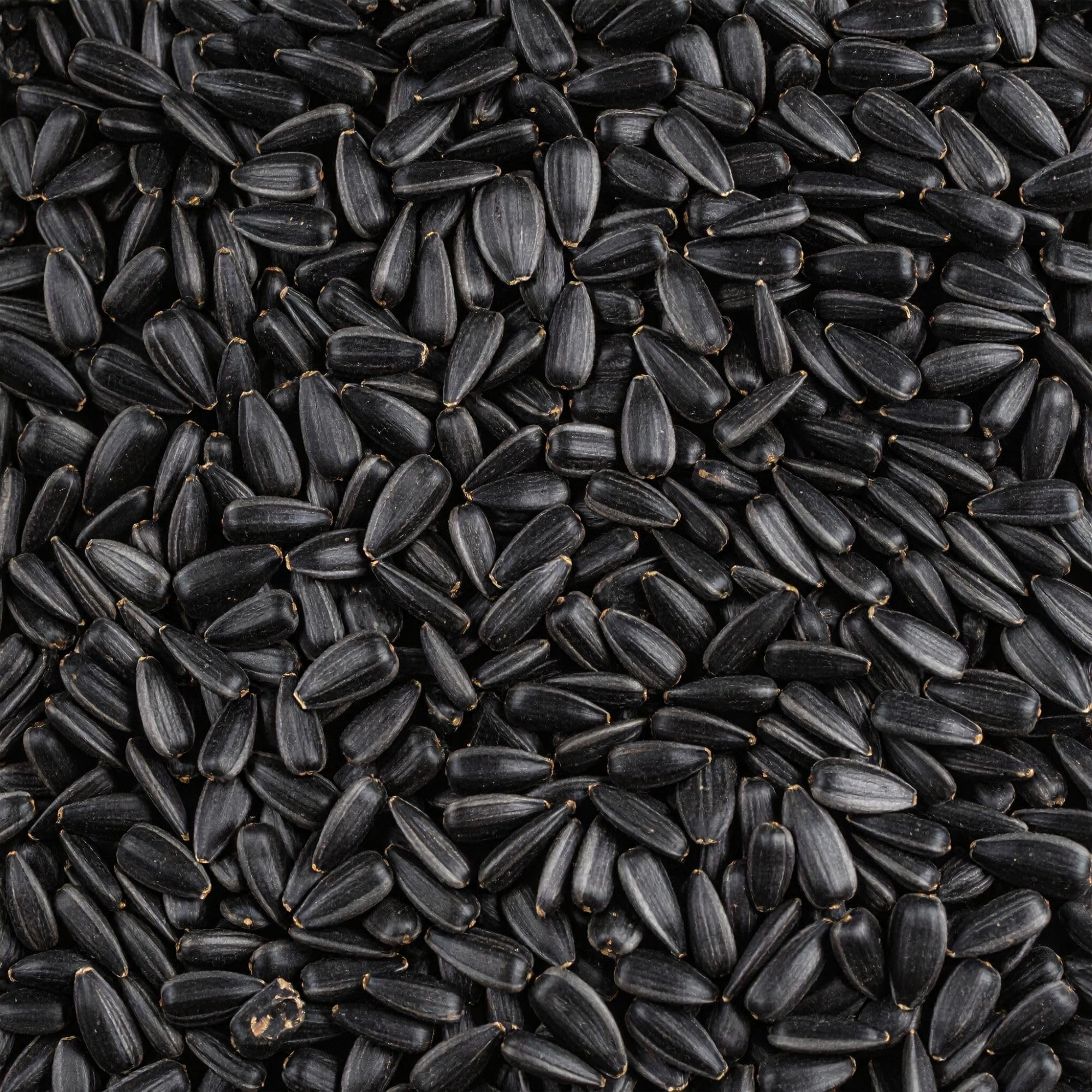 Leagrams Black Sunflower Seeds for Wild Birds (12.55kg) - Rich in Protein & Oil, High-Energy Bird Food