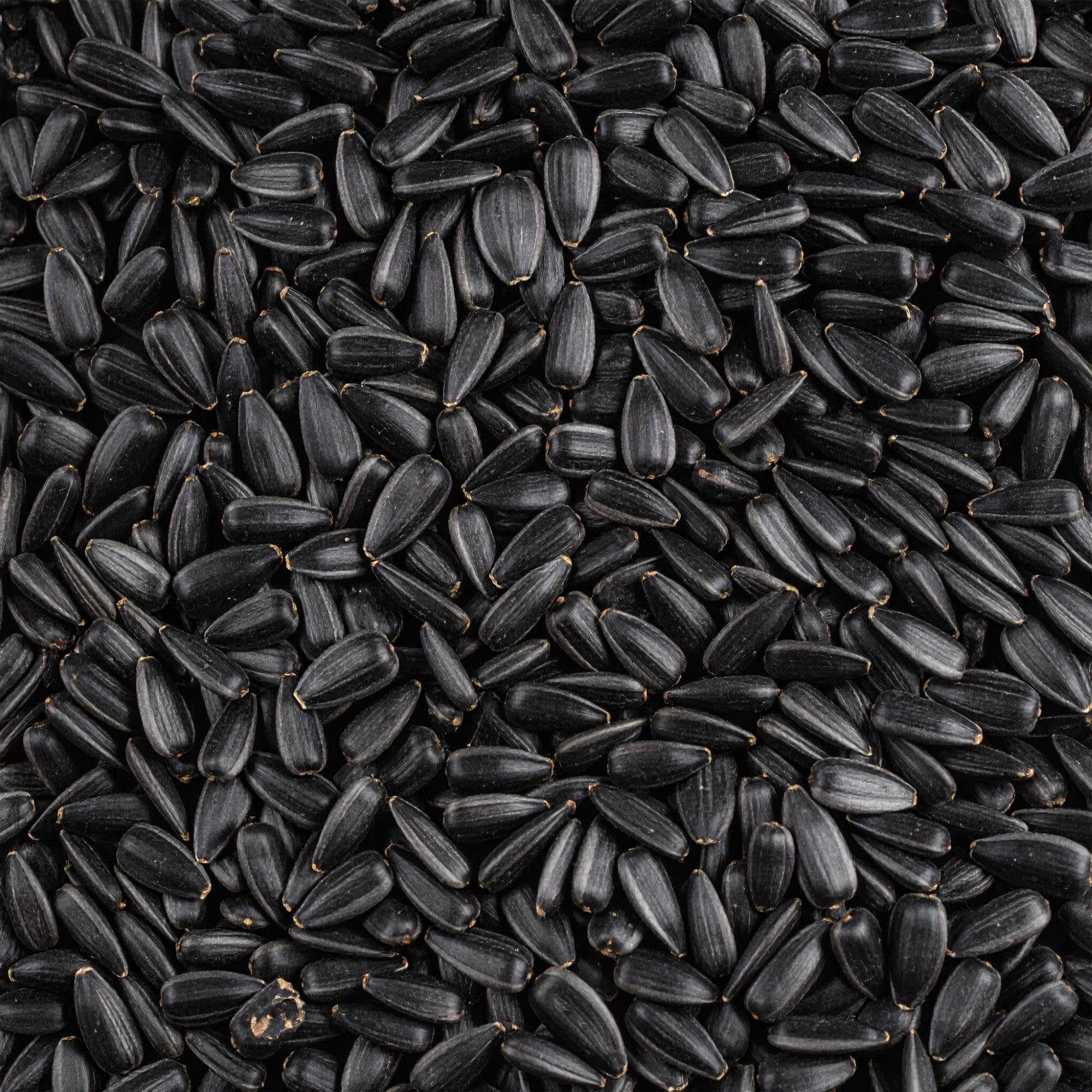 Leagrams Black Sunflower Seeds for Wild Birds (12.55kg) - Rich in Protein & Oil, High-Energy Bird Food