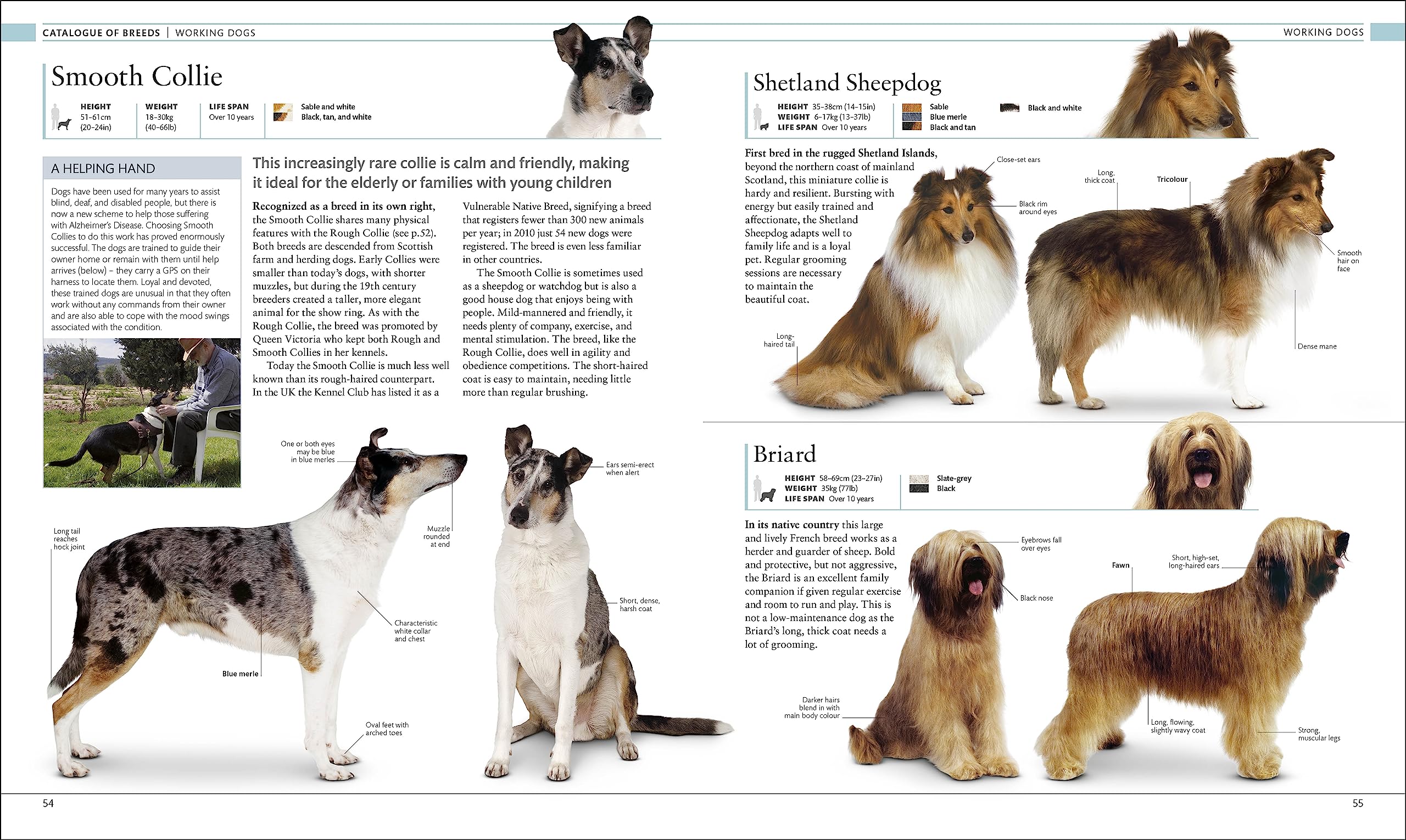 The Dog Encyclopedia: The Definitive Visual Guide
