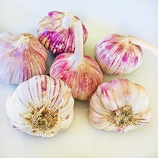 Kejora Organic Fresh White / Purple Garlic - 0.5 lbs ( about 4 - 5 big pieces ) - USDA Certified