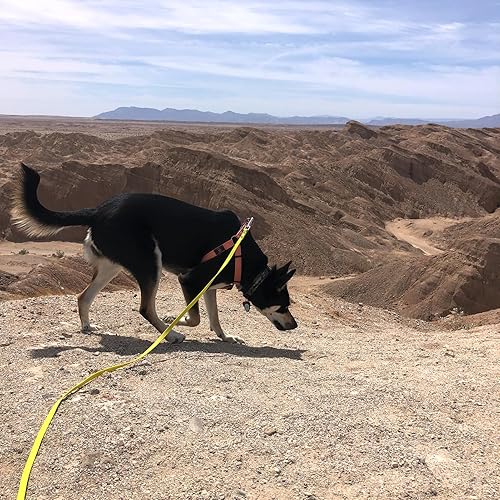 Miniatura 6 de ZALER Correa Larga para Perro Impermeable Correas de Entrenamiento 50ft 30ft 20ft 15ft 10ft 6ft, A Prueba de Olores Correa Larga de Llamada con