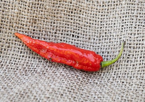 Pimienta Ghost Bhut Jolokia Heirloom paquete de semillas premium  más